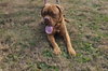 Odin