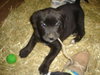 Tipper