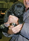 Tipper