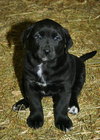 Tipper