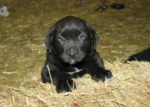Tipper