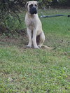 Atticus