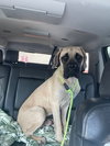 Atticus