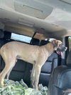 Atticus
