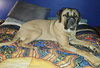 Xzyna (Xena)