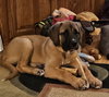 Xzyna (Xena)