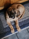 Xzyna (Xena)