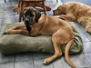 Xzyna (Xena)