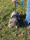 Eeyore