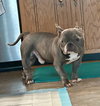 Eeyore