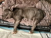 Eeyore