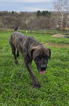 Willow