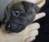 Levi (Blue Collar)