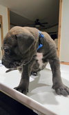 Levi (Blue Collar)