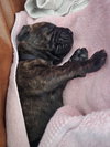 Hank (Black Collar)
