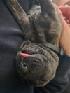 Hank (Black Collar)