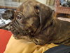 Hank (Black Collar)