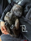 Hank (Black Collar)
