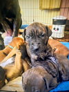 Hank (Black Collar)