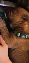 Rudy (Green Collar)