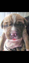Aspen (Yellow Collar)