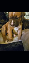 Aspen (Yellow Collar)