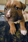 Aspen (Yellow Collar)