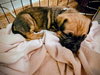 Jovie (Cream Collar)