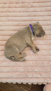 Vail (Purple Collar)