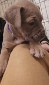 Vail (Purple Collar)