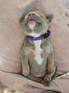 Vail (Purple Collar)