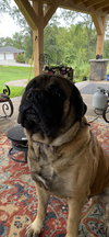 Pumba