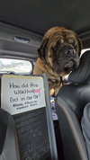 Pumba