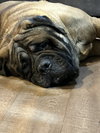 Pumba