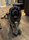 Pumba