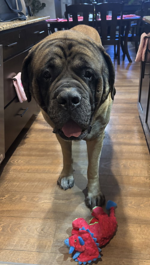 Pumba