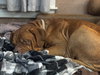 Diesel