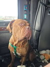 Popeye