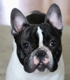 Oreo *Popular Pup - No New apps Please*