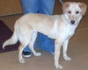 Cricket- Cell dog