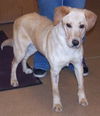 Cricket- Cell dog