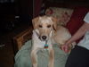 Cricket- Cell dog