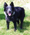 Silver - Cell Dog