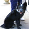 Silver - Cell Dog