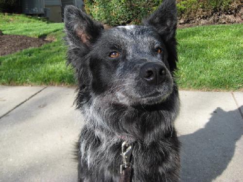 Silver - Cell Dog