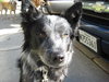 Silver - Cell Dog