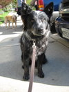 Silver - Cell Dog
