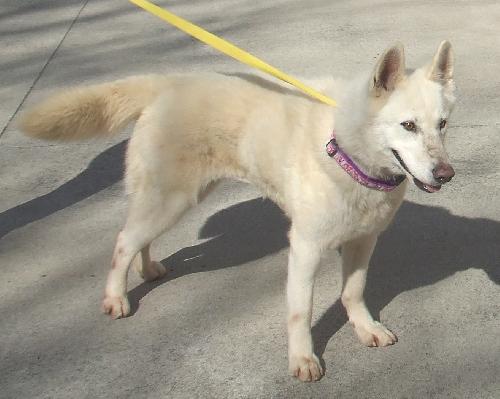 Shilah