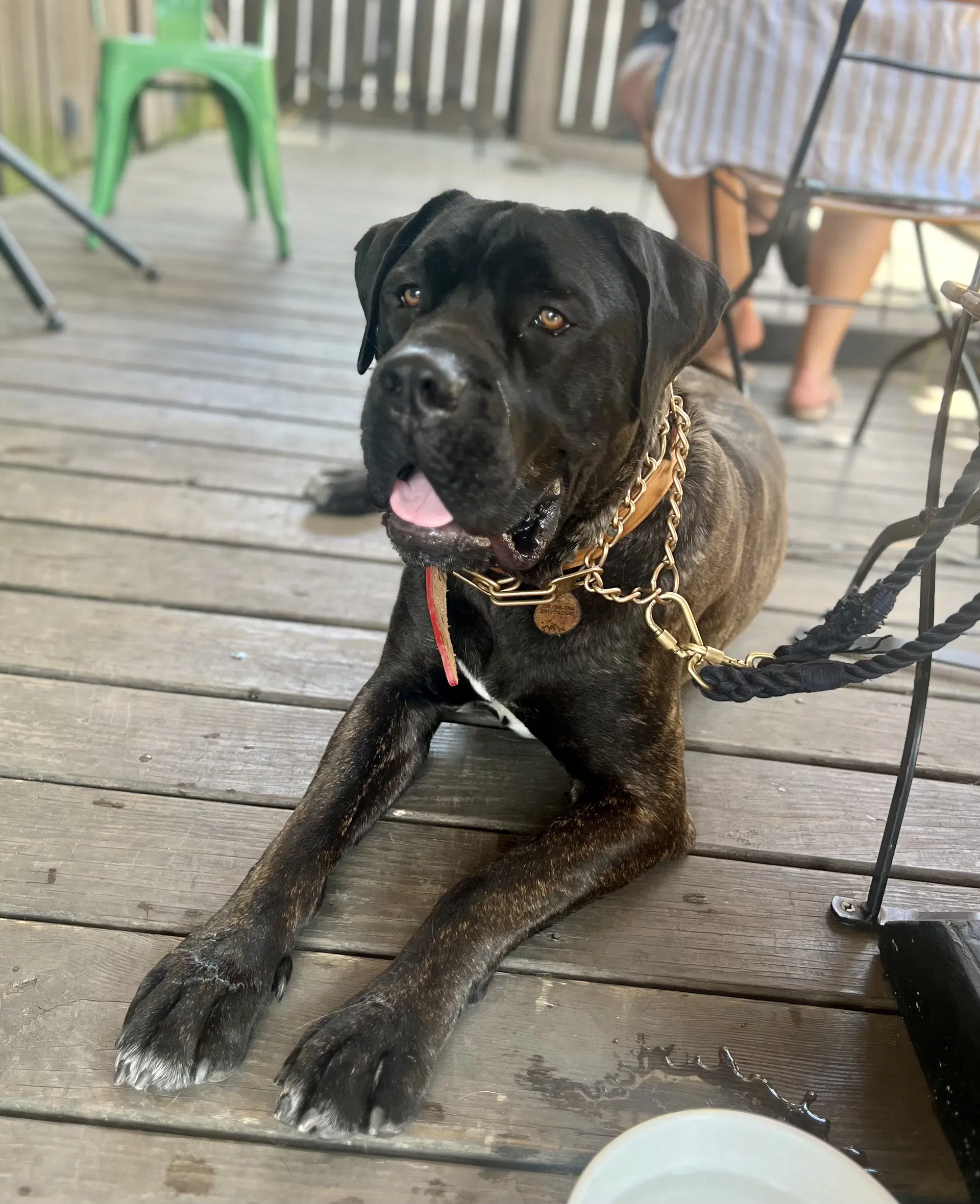 Millhouse Aka Mills - Cane Corso Mastiff