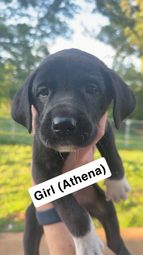 Athena